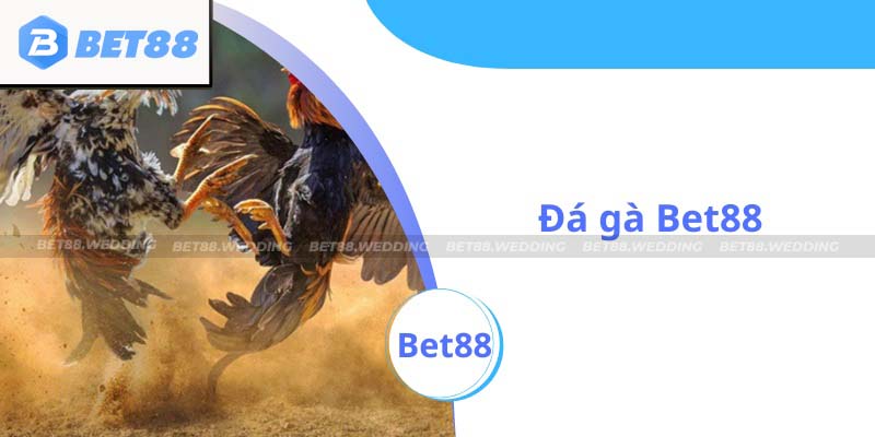 Dễ dàng trải nghiệm đá gà ngay tại Bet88